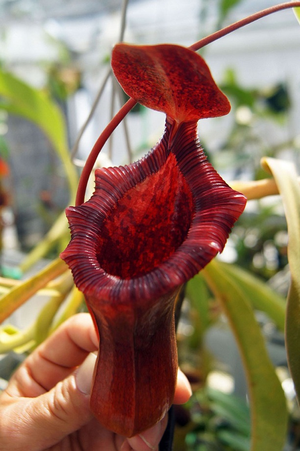 食虫植物N.lowii x ventricosa-red   EP