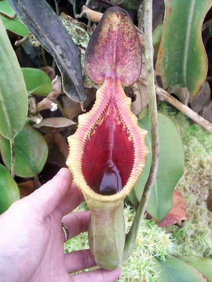 Nepenthes x trusmadiensis