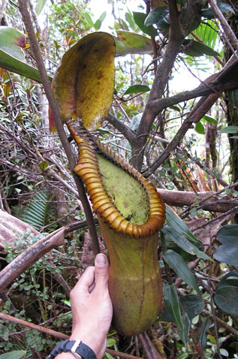 Nepenthes macrophylla