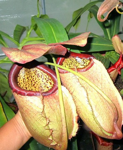 ネペンテス cf.メリリアナ 食虫植物 ウツボカズラ