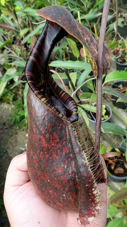 【真っ黒！】食虫植物 ネペンテス ラフレシアナ・ブラック スポット ウツボカズラ