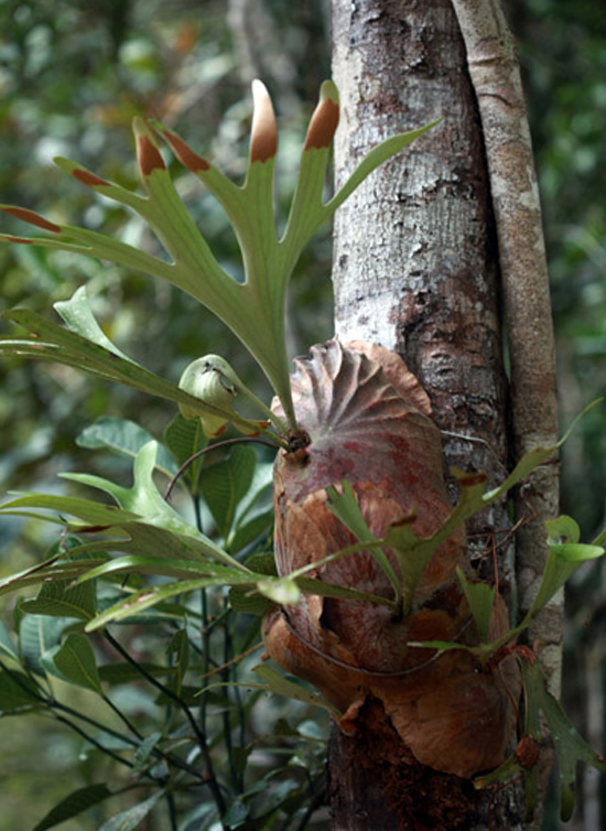 P. alcicorne ver.Madagascar ビカクシダ　バッセイ